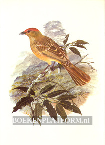 The Birds of Paradise and Bowerbirds