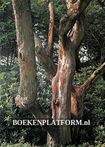 Bomen