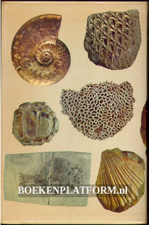 Fossielen in kleur