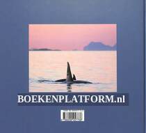 Norwegian Killer Whales