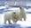 Polar Bears of Spitsbergen