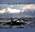Norwegian Killer Whales